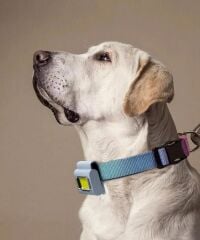 Mıknatıslı Kafa Lambası