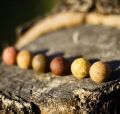 ECT Baits Sazan Yemi 250 gr İğnelik Boili (20cm)