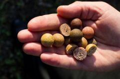 ECT Baits Sazan Yemi 250 gr İğnelik Boili (20cm)